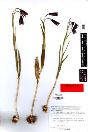 Fritillaria tunievii